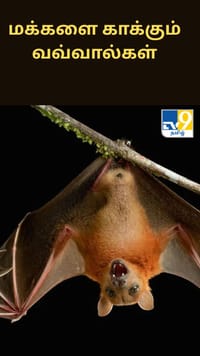 மக்களை காக்கும் வவ்வால்கள் - கிராம மக்களின் விசித்திர நம்பிக்கை...