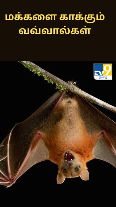 மக்களை காக்கும் வவ்வால்கள் - கிராம மக்களின் விசித்திர நம்பிக்கை
