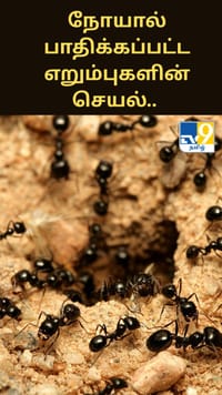 நோயால் பாதிக்கப்பட்ட எறும்புகளின் ஆச்சரியமூட்டும் செயல்.. விஞ்ஞானிகளின் புதிய கண்டுபிடிப்பு.....