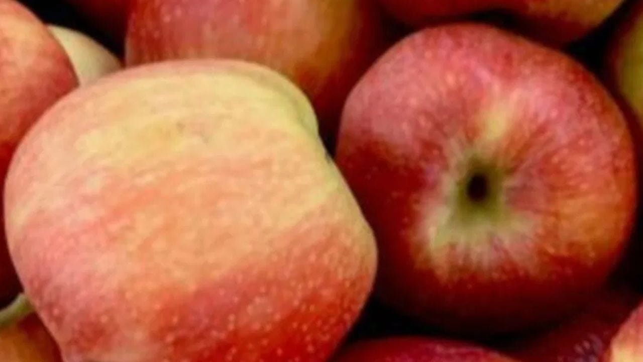 ஆப்பிள்களில் நல்ல அளவு நார்ச்சத்தும் உள்ளது. ஒரு நடுத்தர அளவிலான ஆப்பிளில் தோராயமாக 2.4 கிராம் நார்ச்சத்து உள்ளது. ஆப்பிள்களில் வைட்டமின்கள், பொட்டாசியம் மற்றும் ஆக்ஸிஜனேற்றிகளும் உள்ளன. அவற்றை சாப்பிடுவது எடையைக் கட்டுப்படுத்தவும் நோய் எதிர்ப்பு சக்தியை அதிகரிக்கவும் உதவுகிறது. (: பெக்சல்ஸ்)