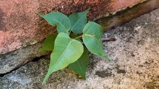 வீட்டில் அரச மரம் வளர்க்கலாமா? வாஸ்து சொல்வது என்ன?