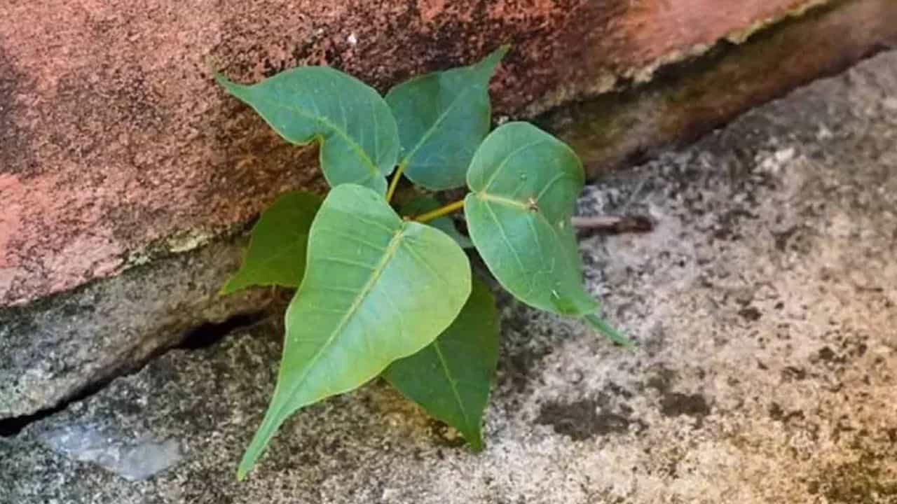 வீட்டில் அரச மரம் வளர்க்கலாமா? வாஸ்து சொல்வது என்ன?