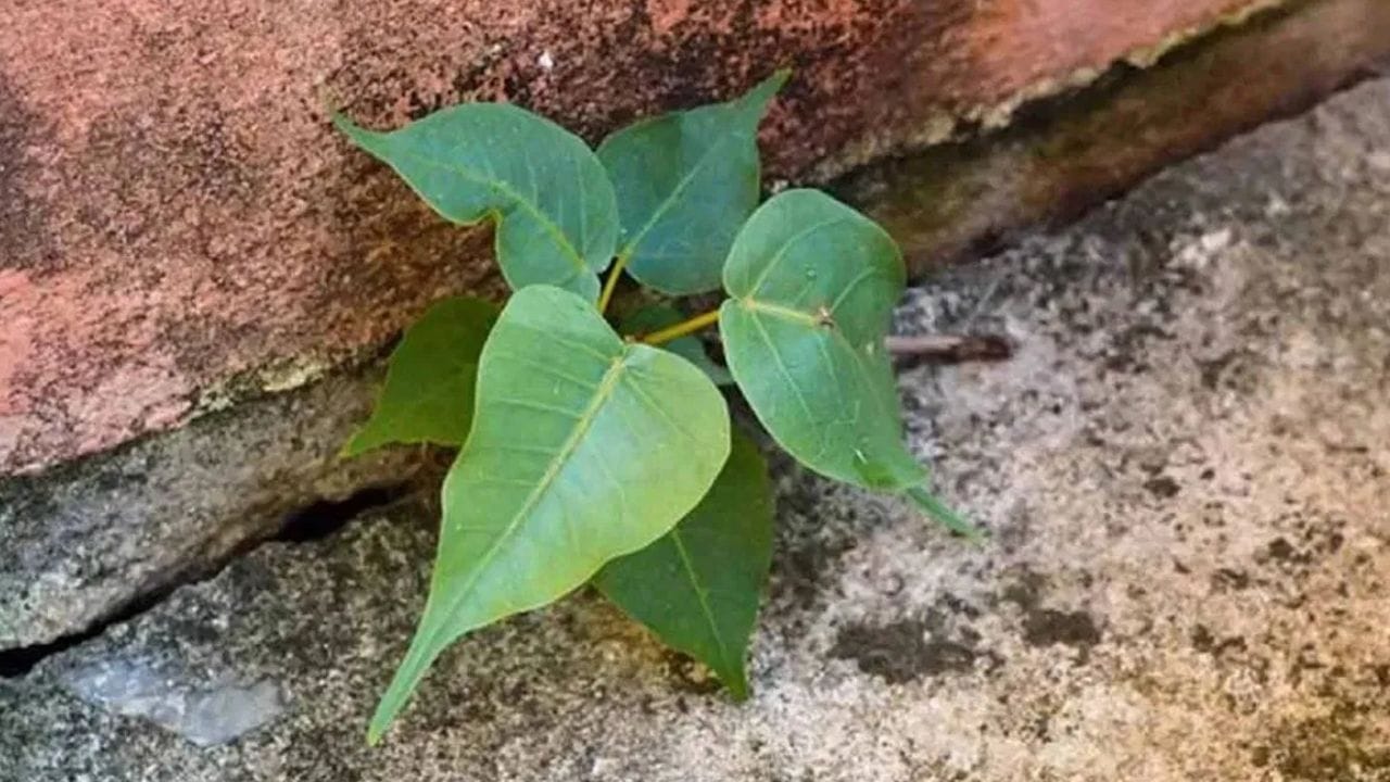 வீட்டில் அரச மரம் வளர்க்கலாமா? வாஸ்து சொல்வது என்ன?