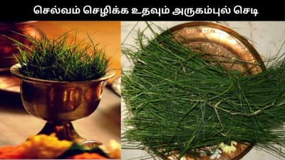 வீட்டில் அருகம்புல் செடியை இப்படி வைத்தால்.. செல்வம் கொட்டும்!