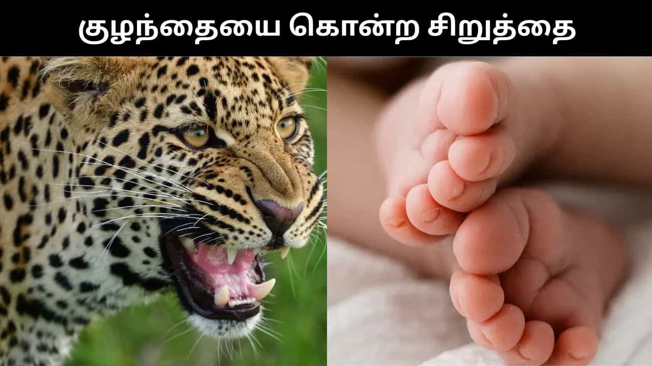 வீட்டில் தூங்கிக்கொண்டு இருந்த பச்சிளம் குழந்தையை கடித்துக் கொன்ற சிறுத்தை.. ஷாக் சம்பவம்!