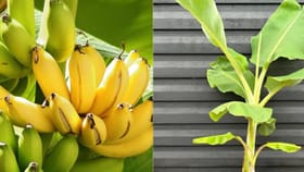 வீட்டில் வாழை மரம் இருக்கா? இந்த வாஸ்து விஷயங்களை கவனிங்க!...