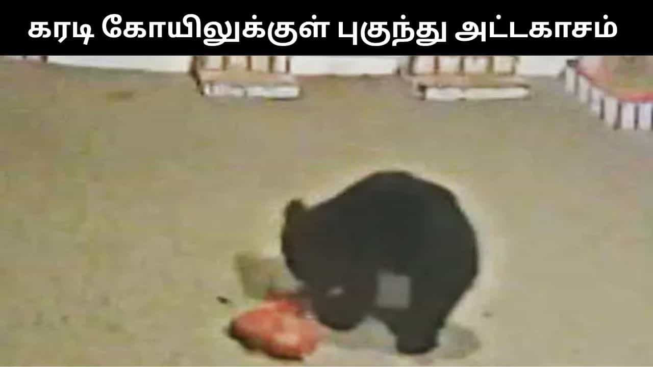 நெல்லையில் கோயிலுக்குள் புகுந்து அட்டகாசம் செய்த கரடி.. கூண்டு வைத்து பிடிக்க பொதுமக்கள் கோரிக்கை! நெல்லையில் கோயிலுக்குள் புகுந்து அட்டகாசம் செய்த கரடி.. கூண்டு வைத்து பிடிக்க பொதுமக்கள் கோரிக்கை!