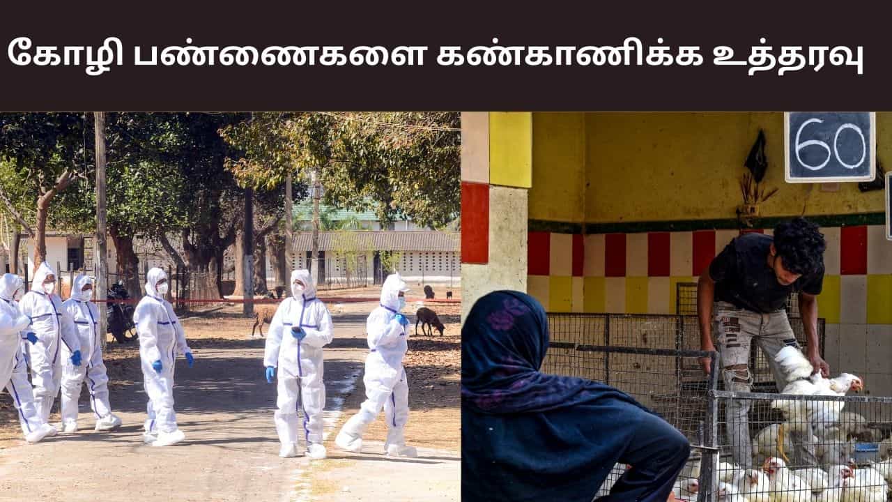 தமிழகத்தில் பறவை காய்ச்சல் முன்னெச்சரிக்கை நடவடிக்கைகள் தீவிரம்.. கோழிப் பண்ணைகளை கண்காணிக்க உத்தரவு.. தமிழகத்தில் பறவை காய்ச்சல் முன்னெச்சரிக்கை நடவடிக்கைகள் தீவிரம்.. கோழிப் பண்ணைகளை கண்காணிக்க உத்தரவு..