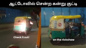 Viral Video : ஆட்டோவில் சென்ற கன்று குட்டி.. வெளிநாட்டு சுற்றுலா பயணி வெளியிட்ட வீடியோ! Viral Video : ஆட்டோவில் சென்ற கன்று குட்டி.. வெளிநாட்டு சுற்றுலா பயணி வெளியிட்ட வீடியோ!