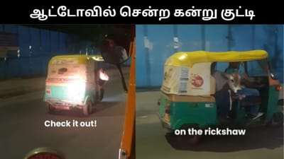 ஆட்டோவில் சென்ற கன்று குட்டி - இணையத்தில் வைரலாகும் வீடியோ!