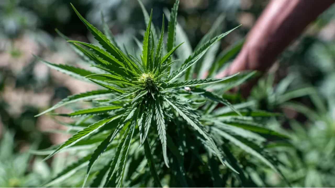 பிரபல அரசு மருத்துவமனை வளாகத்தில் 3 அடி உயர கஞ்சா செடி...போலீசார் நடவடிக்கை!