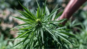 பிரபல அரசு மருத்துவமனை வளாகத்தில் 3 அடி உயர கஞ்சா செடி…போலீசார் நடவடிக்கை!