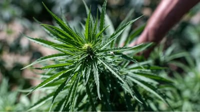 பிரபல அரசு மருத்துவமனையில் கஞ்சா செடி பறிமுதல்!