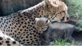 குனோ தேசிய பூங்காவில் சிறுத்தை குட்டி உயிரிழப்பு…என்ன காரணம்!...