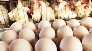 முட்டையில் புற்று நோய் பாதிப்பு பொருள்…அசைவ பிரியர்கள் அதிர்ச்சி…உணவு பாதுகாப்பு துறை அதிரடி நடவடிக்கை! முட்டையில் புற்று நோய் பாதிப்பு பொருள்…அசைவ பிரியர்கள் அதிர்ச்சி…உணவு பாதுகாப்பு துறை அதிரடி நடவடிக்கை!