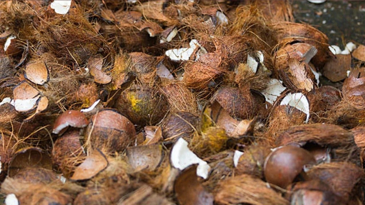 நீங்கள் எப்போதாவது ஒரு கோயிலுக்குச் சென்றிருந்தாலோ, ஒரு திருமணத்தில் கலந்து கொண்டிருந்தாலோ, அல்லது பண்டிகை பூஜையில் இருந்தாலோ, தேங்காய் உடைக்கப்படும் காட்சியை கண்டிருப்பீர்கள். ஒரு சாதாரண பார்வையாளருக்கு அது பழக்கத்திற்காக செய்யப்படும் ஒரு சடங்கு போல தோன்றலாம். ஆனால் உண்மையில், இந்த எளிய செயலில் ஆழமான பண்பாட்டு அர்த்தங்கள், ஆன்மிக உண்மைகள் மற்றும் அறிவியல் காரணங்கள் அடங்கியுள்ளன—பலர் அறியாத அளவுக்கு.