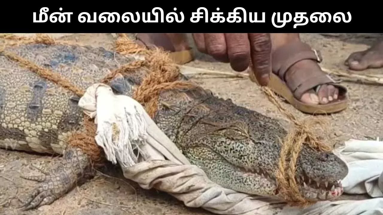 மீன் பிடிக்க விரித்த வலையில் சிக்கிய முதலை குட்டி.. சிதம்பரத்தில் பரபரப்பு!