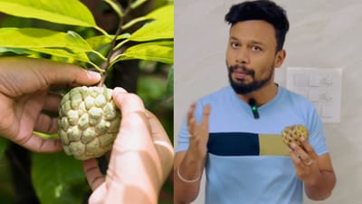 சீத்தாப்பழத்தில் இவ்வளவு நன்மைகளா..? Dr சிவசுந்தர் விளக்கம்!