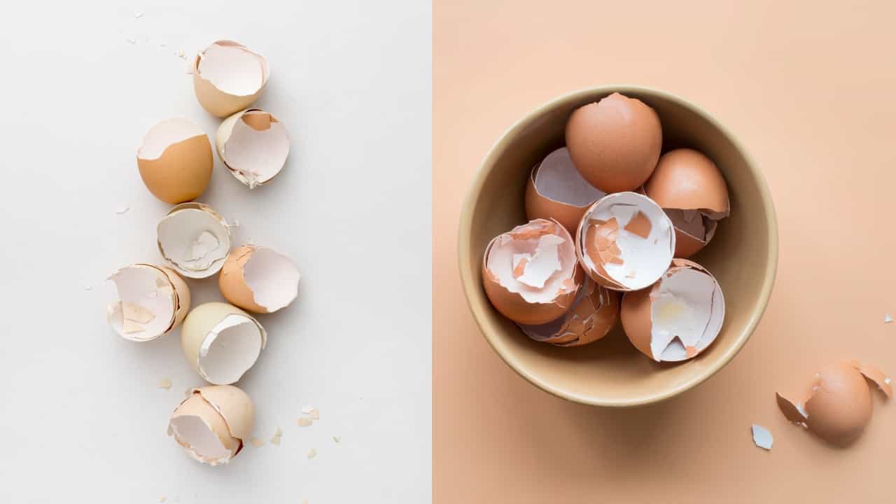 Egg Shells Advantages: முட்டை ஓடுகளை குப்பையில் வீசுகிறீர்களா? வேண்டாம்! இந்த நன்மைகளை அள்ளி தரும்!