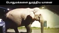 கடலூரில் பொதுமக்களை துரத்திய யானை - பரபரப்பு சம்பவம்!...