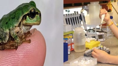 கேன்சரை சரி செய்யுமா? ஜப்பானிய தவளையின் வயிற்றில் ஒரு அதிசயம்!