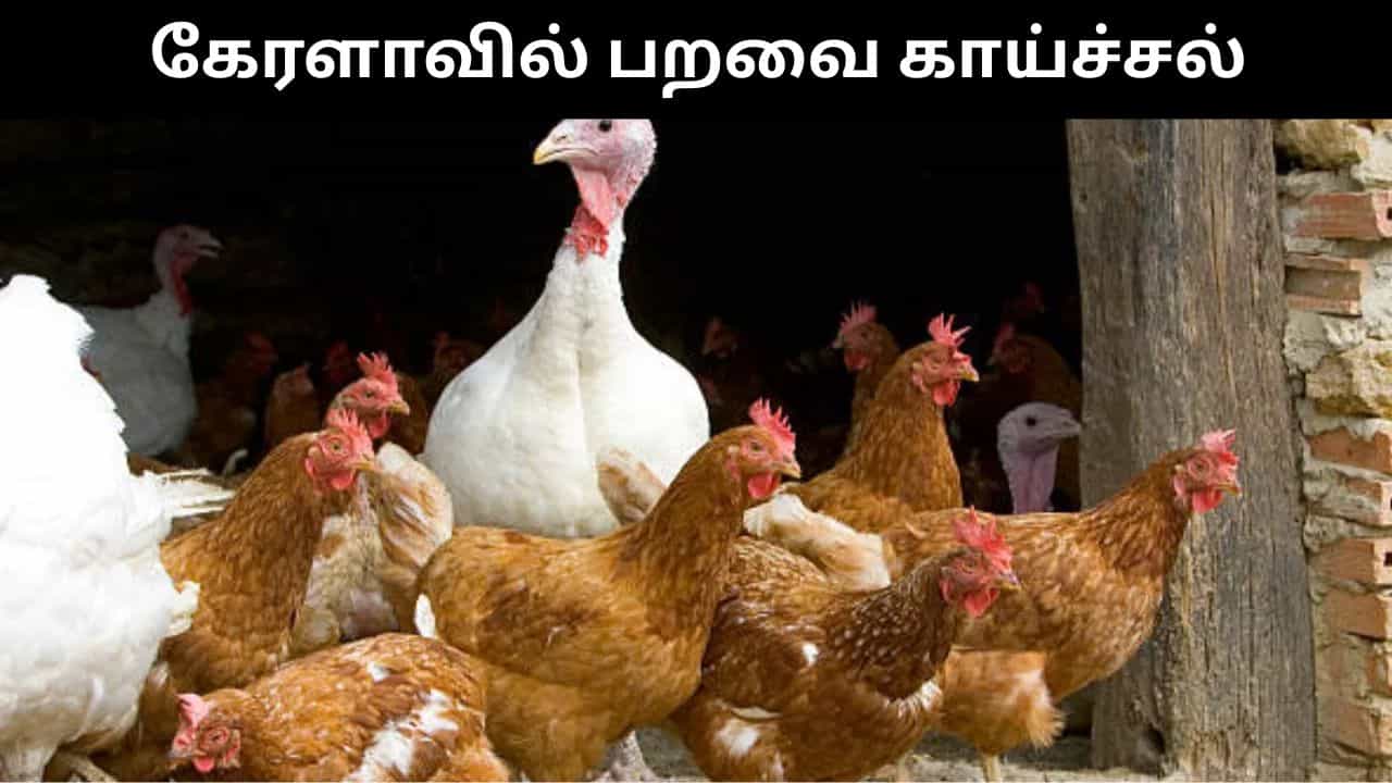 கேரளாவில் வேகமாக பரவும் பறவை காய்ச்சல்.. இறைச்சி, முட்டை விற்பனைக்கு தடை!