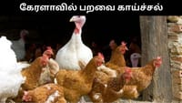 கேரளாவில் வேகமாக பரவும் பறவை காய்ச்சல் - அரசு முக்கிய முடிவு!...