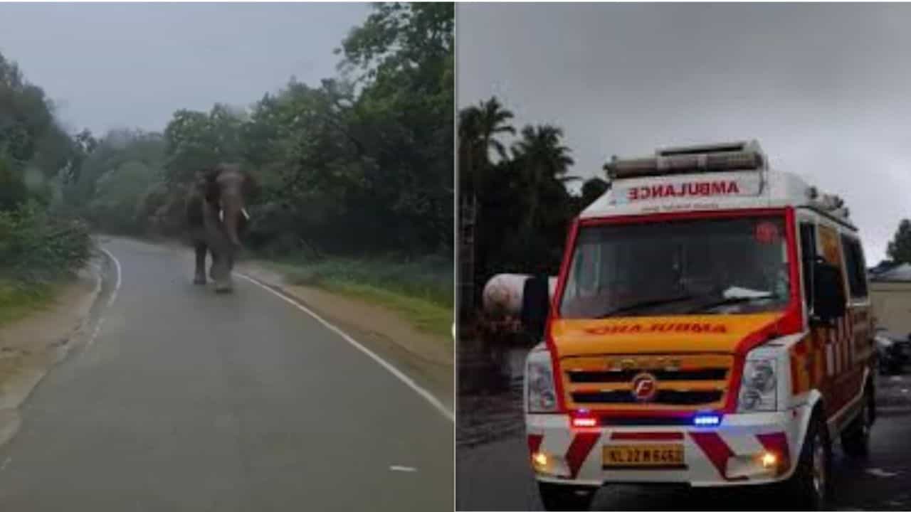 அதிவேக ஆம்புலன்ஸ்... குறுக்கே வந்த யானை.. கேரளாவில் திக் திக் சம்பவம்!
