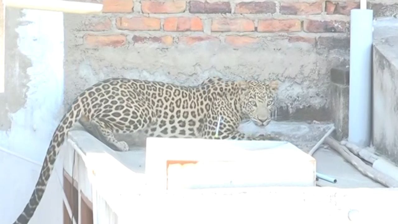 ஊருக்குள் புகுந்த சிறுத்தை.. 7 பேர் காயம்! ஊருக்குள் புகுந்த சிறுத்தை.. 7 பேர் காயம்!