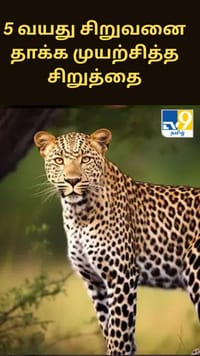 5 வயது சிறுவனை தாக்க முயற்சித்த சிறுத்தை.. சாதுரியமாக செயல்பட்டதால் தப்பிய சம்பவம்.....