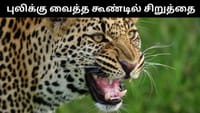 புலியை பிடிக்க வைத்த கூண்டில் சிக்கிய சிறுத்தை - பரபரப்பு!...