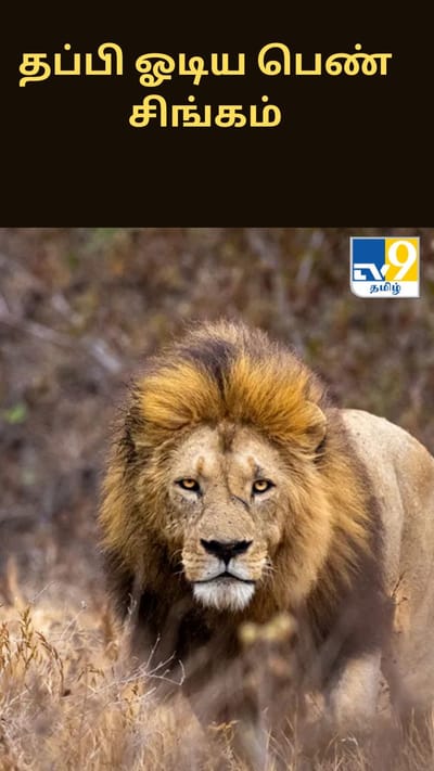 மிருகக்காட்சி சாலையில் இருந்து தப்பி ஓடிய பெண் சிங்கம்