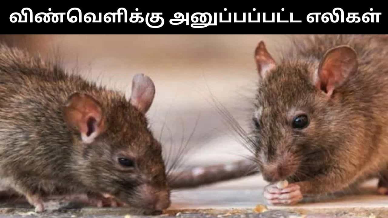 விண்வெளியில் பாலூட்டிகள் இனப்பெருக்கம் செய்ய முடியுமா?.. எலிகளை வைத்து ஆய்வு செய்த சீன விஞ்ஞானிகள்!