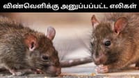 விண்வெளியில் பாலூட்டிகள் இனப்பெருக்கம் செய்ய முடியுமா?...