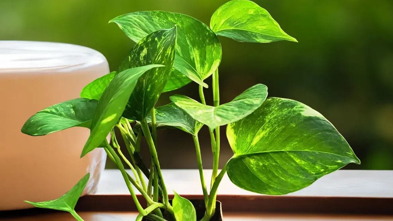 இப்போதெல்லாம் எல்லோரும் தங்கள் வீட்டில் மணி பிளாண்ட் வளர்க்கிறார்கள். இந்த செடியை வளர்ப்பதால் பல நன்மைகள் இருப்பதாக நம்பப்படுகிறது. இது செல்வத்தையும் செழிப்பையும் அதிகரிக்க உதவுகிறது. இது வீட்டில் நேர்மறை ஆற்றலைப் பராமரிக்கிறது