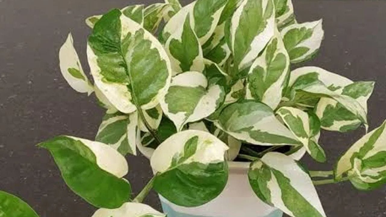 மணி பிளாண்ட்டை வீட்டை அடிக்கடி பாதிக்கும் எதிர்மறை சக்திகளைத் தடுக்கிறது என்று கூறப்படுகிறது. உங்கள் வீட்டில் ஒரு மணி பிளாண்ட் இருந்தால், அது எப்போதும் வறண்டு போகாமல் பார்த்துக் கொள்ள வேண்டும். பணத்தாலை காய்ந்து போவது அசுபமானது. அது நிதி இழப்பை ஏற்படுத்துகிறது. மணி பிளாண்ட் காய்ந்து போனால், அதை அகற்றிவிட்டு புதிய மணி பிளாண்ட் நடவும். மணி பிளாண்ட் இலைகள் காய்ந்து போனால், அவ்வப்போது அவற்றை அகற்றவும்.