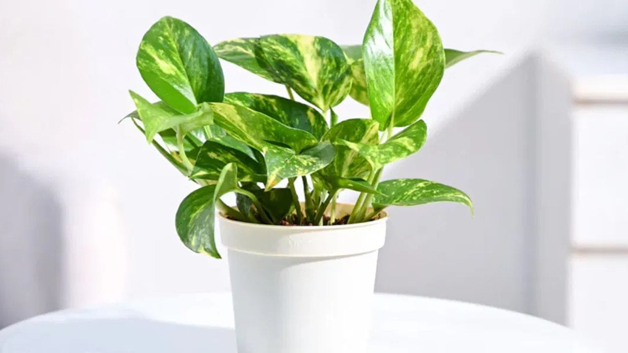 உங்கள் மணி பிளாண்டை யாருக்கும் கொடுக்காதீர்கள். மேலும், அதை யாரிடமிருந்தும் எடுக்காதீர்கள். ஒரு நர்சரியில் இருந்து மணி பிளாண்டை வாங்கி நடுவது மங்களகரமானது. மேலும், இந்த மணி பிளாண்டின் கொடி விழாமல் பார்த்துக் கொள்ளுங்கள். அது தரையில் கிடந்தால், அது வீட்டில் வறுமைக்கு வழிவகுக்கும். கொடி தரையில் கிடப்பதால் வீட்டின் ஆசீர்வாதம் நின்றுவிடும். மணி பிளாண்டின் கொடி எப்போதும் மேலே தொங்க வேண்டும்.