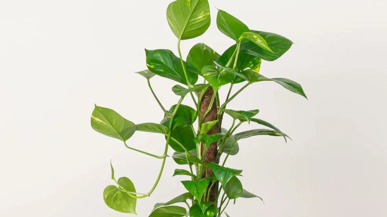 மணி பிளாண்ட்உங்கள் நிதி ஸ்திரத்தன்மையை அதிகரிக்கிறது. மணி பிளாண்ட் பணப்புழக்கத்தை அதிகரிப்பதற்காக நடப்படுகிறது. இது வாஸ்து சாஸ்திரத்திலும் குறிப்பிடப்பட்டுள்ளது. இதே போன்ற காரணங்களுக்காக, பலர் இப்போது தங்கள் வீடுகளில் மணி பிளாண்ட் வளர்க்கிறார்கள்.