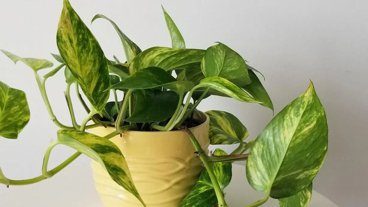 மணி பிளாண்ட் வீட்டிற்கு வெளியே ஒருபோதும் நடக்கூடாது. மொட்டை மாடியிலோ அல்லது பால்கனியிலோ நடலாம். இருப்பினும், பணச்செடியை பிரதான வாசலுக்கு வெளியே வைக்கக்கூடாது. இது வீட்டிற்கு செல்வத்தை கொண்டு வராது. இருப்பினும், மணி பிளாண்ட் வீட்டிற்குள் உட்புறச் செடியாக நடுவது சிறந்தது.