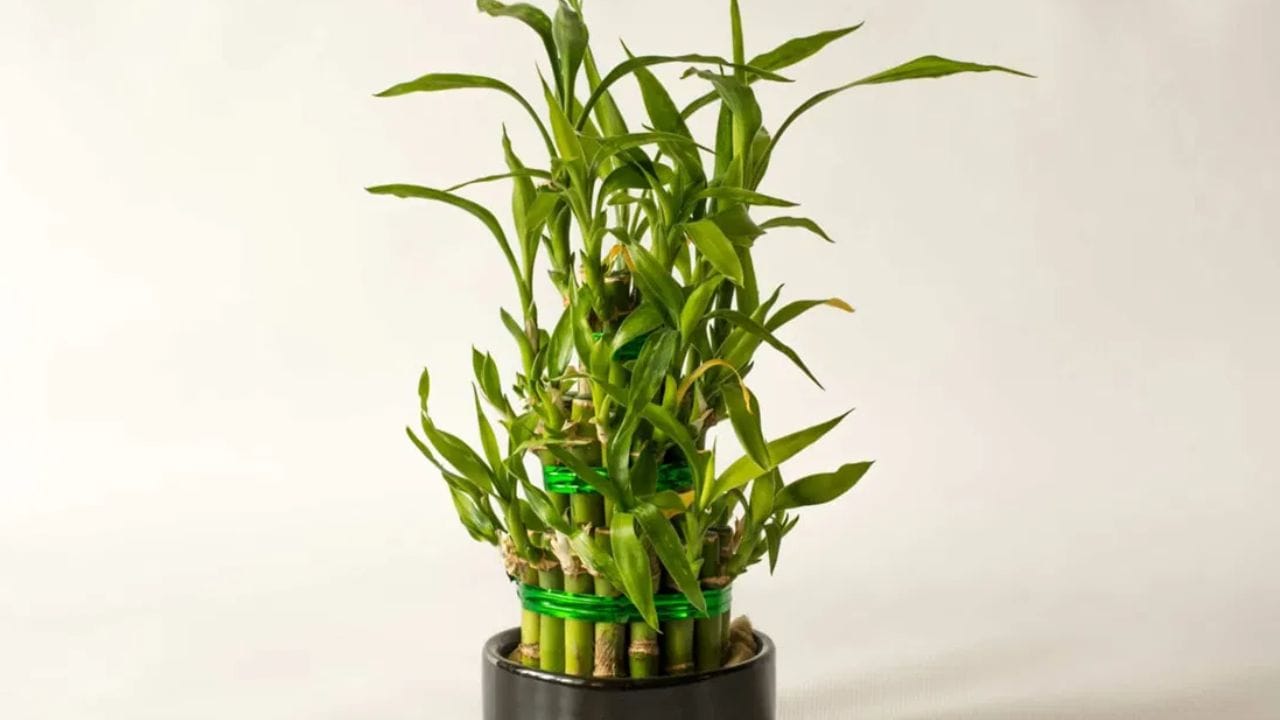 அதிர்ஷ்ட மூங்கில்: உங்கள் அலுவலக மேசையில் ஒரு அதிர்ஷ்ட மூங்கில் செடியை வைத்திருப்பது நல்ல அதிர்ஷ்டத்தைத் தரும் என்று வாஸ்து நிபுணர்கள் கூறுகிறார்கள். இது அனைத்து எதிர்மறை ஆற்றலையும் நீக்கி நேர்மறை ஆற்றலைத் தரும். அதேபோல், இந்த செடியை உங்கள் மேசையில் வைத்திருப்பது அனைத்து வகையான நல்ல அதிர்ஷ்டத்தையும் தரும் என்று கூறப்படுகிறது.