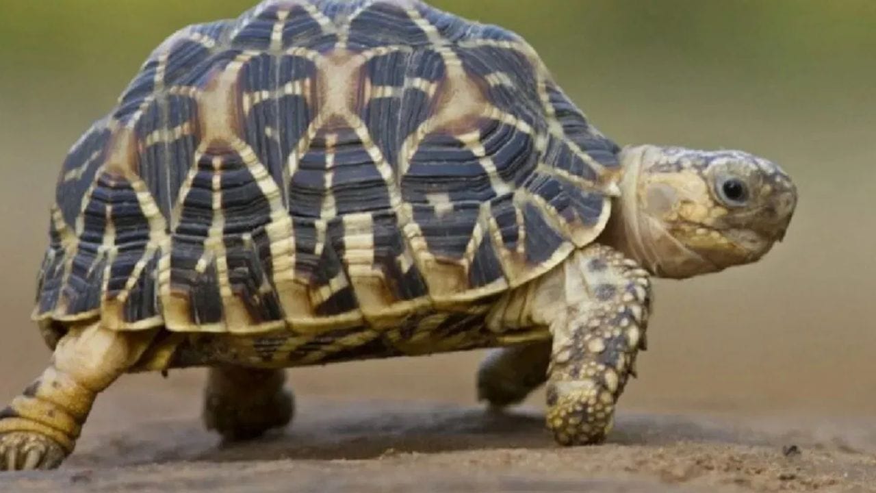 ஆமை சிலை: ஆமை சிலை வாஸ்து தோஷங்களைக் குறைக்கிறது. இருப்பினும், அலுவலகத்தில் பிரச்சனைகளை எதிர்கொள்பவர்கள் பணத்தை மிச்சப்படுத்தவும் விரைவான பதவி உயர்வு பெறவும் தங்கள் மேஜையில் ஆமை சிலையை நிச்சயமாக வைத்திருக்க வேண்டும். இது உங்களுக்கு நல்ல பலன்களைத் தரும்.