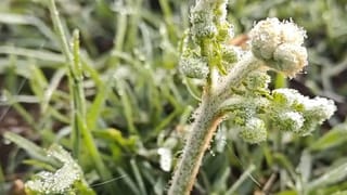 ஊட்டிக்கு டூர் போற பிளானா? உறை பனியை சமாளிக்க ரெடியாகுங்க!