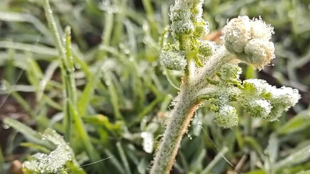 ஊட்டிக்கு டூர் போற பிளானா? உறை பனியை சமாளிக்க ரெடியாகுங்க! ஊட்டிக்கு டூர் போற பிளானா? உறை பனியை சமாளிக்க ரெடியாகுங்க!