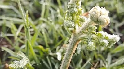 ஊட்டிக்கு டூர் போற பிளானா? உறை பனியை சமாளிக்க ரெடியாகுங்க!