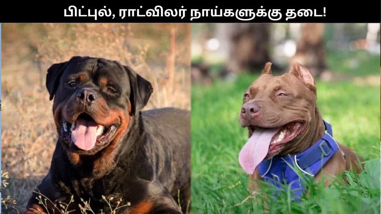 சென்னையில் பிட்புல், ராட்வீலர் நாய்களுக்கு தடை... மீறி வளர்த்தால் ரூ.1 லட்சம் அபராதம்: சென்னை மாநகாரட்சி