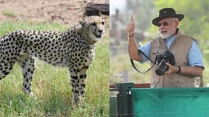 சிறுத்தை திட்டம்.. இந்தியா லட்சிய முயற்சி வெற்றி – பிரதமர் மோடி சிறுத்தை திட்டம்.. இந்தியா லட்சிய முயற்சி வெற்றி – பிரதமர் மோடி