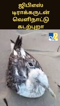 ஜிபிஎஸ் டிராக்கருடன் கிடைத்த வெளிநாட்டு கடற்புறா - பரபரப்பு தகவல்...