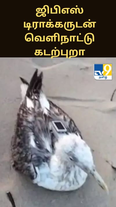 ஜிபிஎஸ் டிராக்கருடன் கிடைத்த வெளிநாட்டு கடற்புறா - பரபரப்பு தகவல்