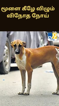 தெருவில் விடப்பட்ட பிறந்த குழந்தை.... இரவு முழுவதும் பாதுகாத்த தெரு நாய்கள் - நெகிழ்ச்சி சம்பவம்...
