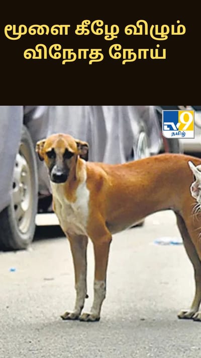 தெருவில் விடப்பட்ட பிறந்த குழந்தை.... இரவு முழுவதும் பாதுகாத்த தெரு நாய்கள் - நெகிழ்ச்சி சம்பவம்